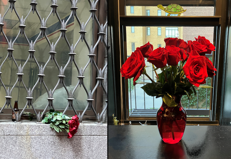 Red roses revived